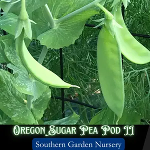 Oregon Sugar Pod Snow Peas II Easy-to-Grow Non-GMO Heirloom Variety Fresh Garden Seed Packets for Stir-Fries & Salads