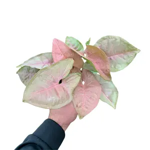 4" Syngonium Neon Robusta – Syngonium Podophyllum – Live Plant