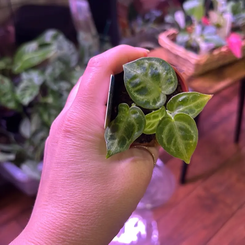 Anthurium dorayaki x silver blush