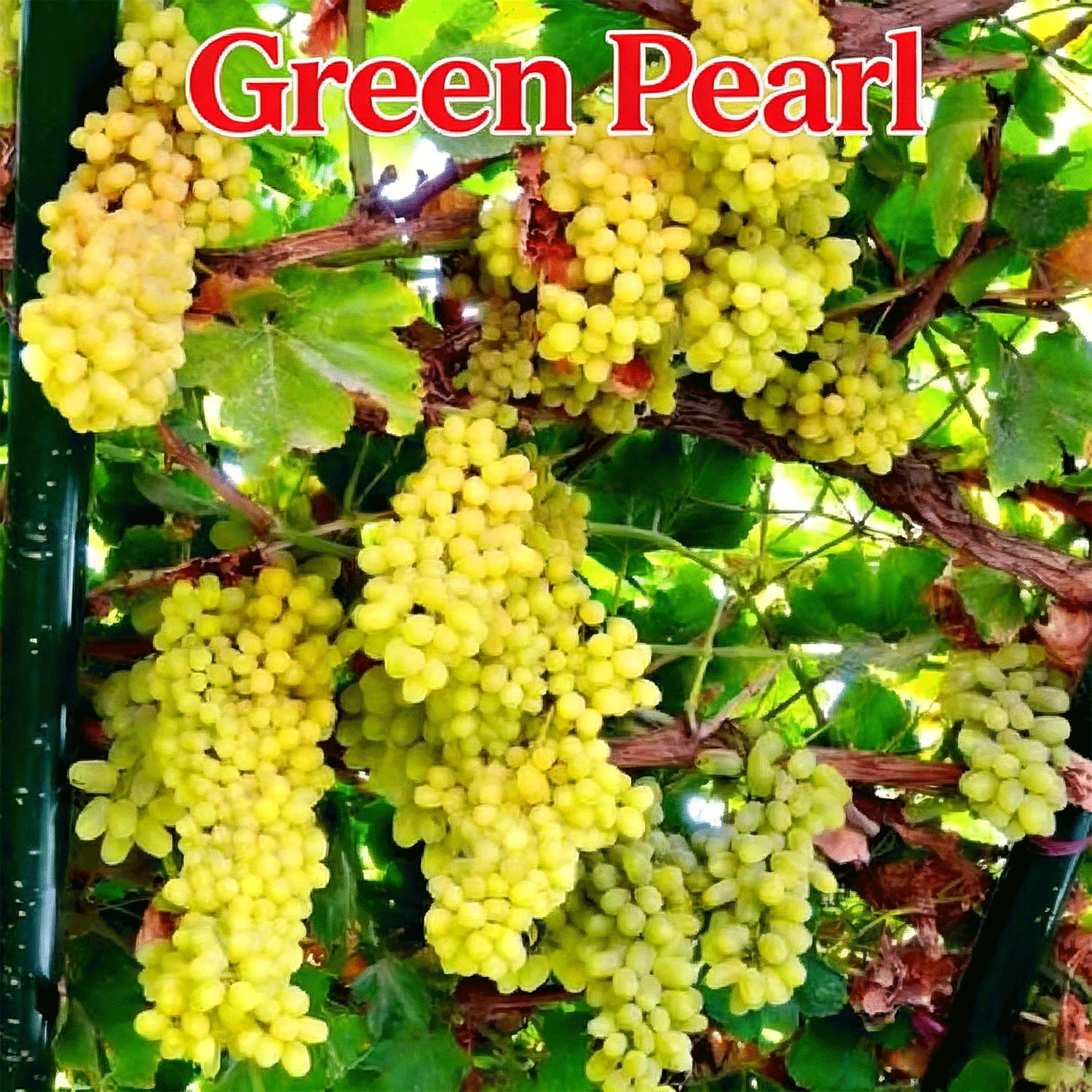 Beginner Friendly Thompson Seedless Grape Sapling | Home Garden Fruit Tree, Balcony or Backyard Plant, Sweet Juicy Grapes Ready to Harvest