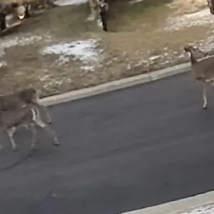 Product Review of Luna Window Camera for Home - 2K 2.4GHz Wifi, Indoor Glass-Mount Security Camera, Stick-On No-Drill Install, Clear Window View for Outdoor Monitoring, Color Night Vision Through Glass, Smart AI Motion Detection, Easy Setup for Home & Apartment from s**e