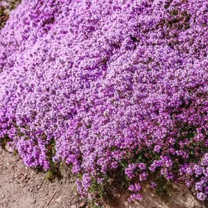 1000 pcs Creeping Thyme Seeds for Planting – Non-GMO Ground Cover Flowers –  Edible Herb Seeds for Planting Lawns & Paths