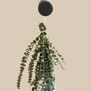 Fresh Eucalyptus Shower Bundle | Aromatherapy Hanging House Plants for Shower Bathroom | Low Maintenance Plants Gift | Live Houseplants