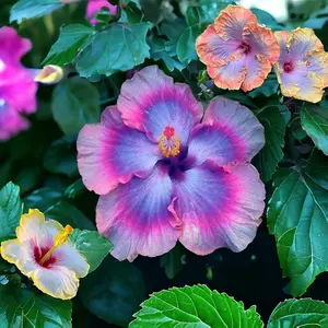 30 Mix Colors Giant Hibiscus Seeds Non-GMO Heirloom Variety Vibrant Blooms for Your Flourishing Garden Full Sun Flower Easy Grow Instructions