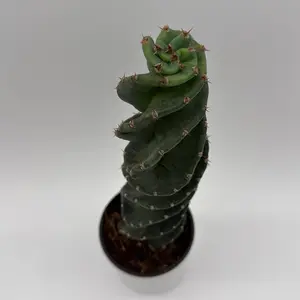 Spiral Cactus 4” Pot – Rare Rainbow Red Cactus | Low Maintenance Succulent | Unique Collector’s Plant | Easy Care Indoor Decor