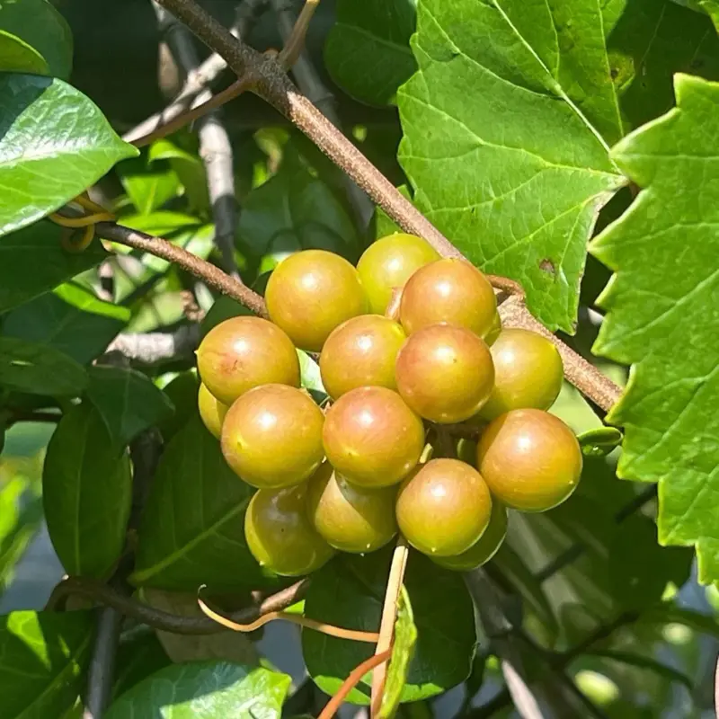 15 Muscadine Grape Seeds