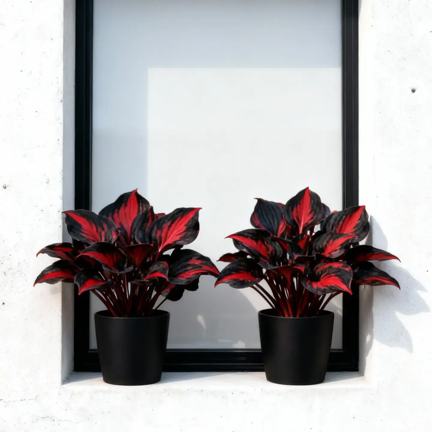 800pcs Black-Red Hosta Seeds, Perennial Ornamental Flowers with Exotic Bicolor Dramatic Leaves, Partial Shade-Loving Plant for Garden Borders, Adds Strong Visual Texture, Ideal for Plant Lovers