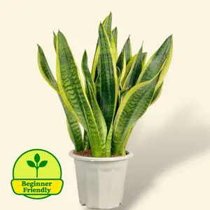 Sansevieria Laurentii 6” - Easy Care Low Light House Plant