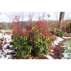 Interstella® Lily of the Valley Shrub