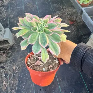 Aeonoum Sunburst Crested Plant 4 inch pot