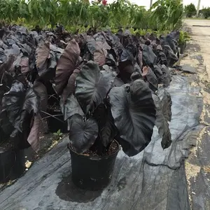 700 Black Leaf Hosta Seeds – Rare Shade-Loving Perennial with Stunning Foliage