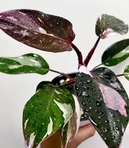 Philodendron Red Anderson Plant Variegated 5-7 inch Tall