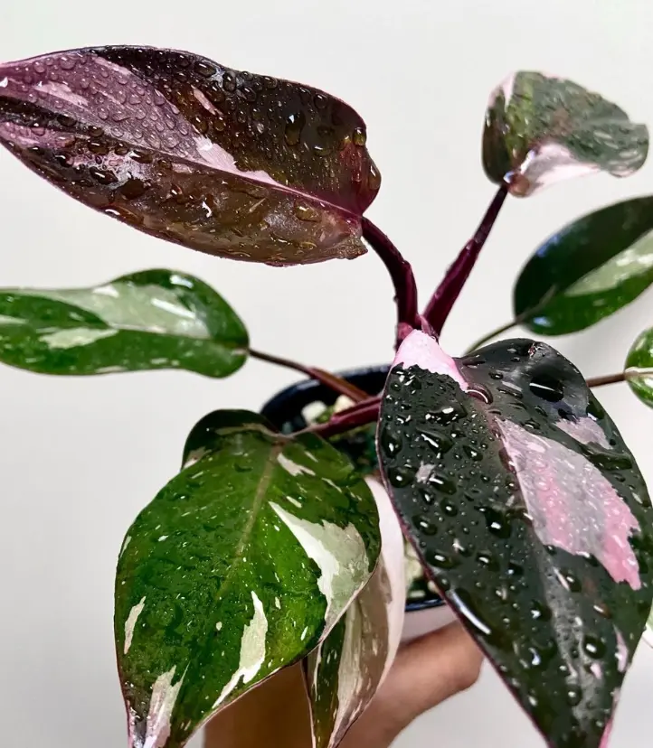 Philodendron Red Anderson Plant Variegated 5-7 inch Tall