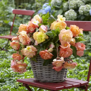 Trailing Begonia Flower Seeds (200 Pcs) – Vibrant Blooms All Year, Ideal for Hanging Baskets & Trellises