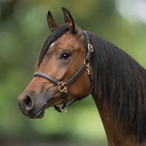 Premier Scottsdale Padded 3/4 Leather Halter