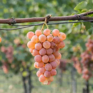 Gewurztraminer Grape Vine Plant | Aromatic White Wine Grape, Spicy Floral Notes, Non-GMO | Hand Picked Nursery