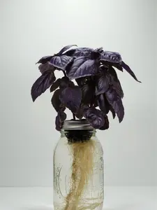 Dark Opal Basil - Fresh Hydroponic Herbs in Glass Jar - All Seasons - Perfect for Cooking & Gifting