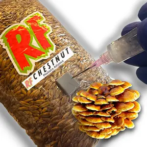 Chestnut (Pholiota adiposa) Grain Spawn