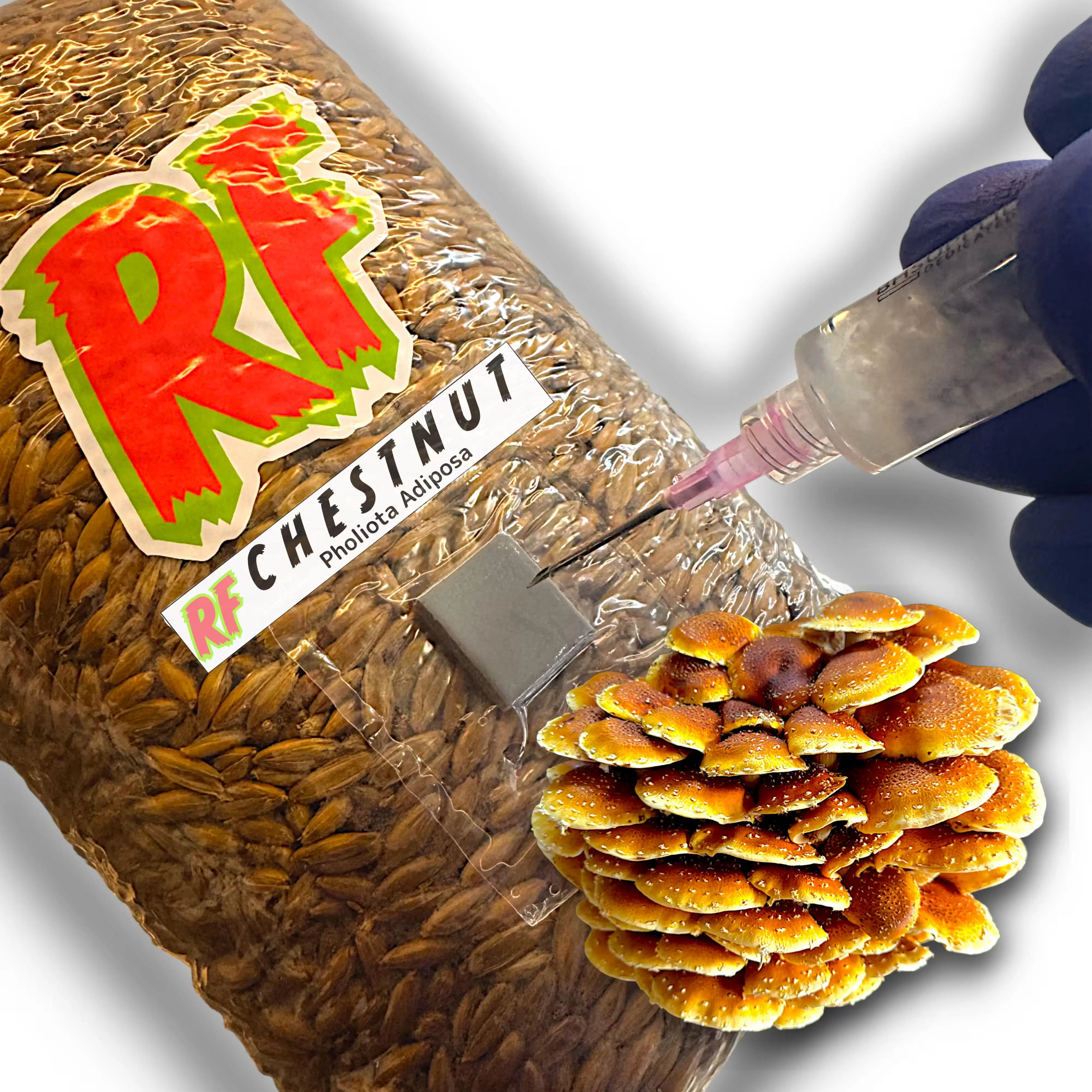 Chestnut (Pholiota adiposa) Grain Spawn