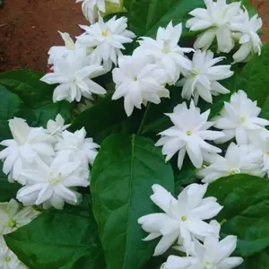 30pcs Jasmine Plants – Live Fragrant Jasmine Vines for Garden, Balcony, or Indoor Pots – Easy to Grow Flowering Plants