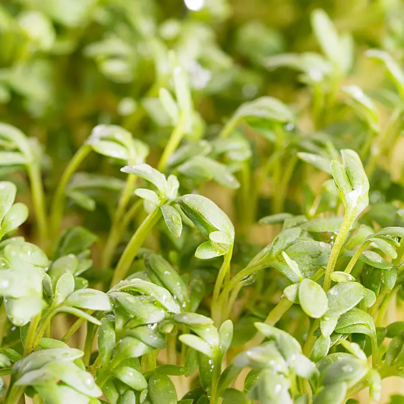 Kresse ‘Glattblättrige’ Seeds (Lepidium sativum) – Smooth-leaf cress with a mild, peppery bite; ideal for salads, soups, and healthy garnishes.