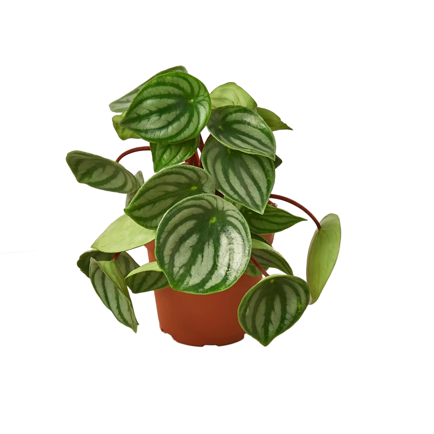 PEPEROMIA WATERMELON 4-inch
