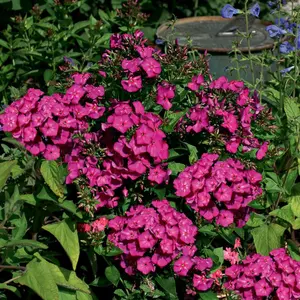 Volcano® Ruby Garden Phlox