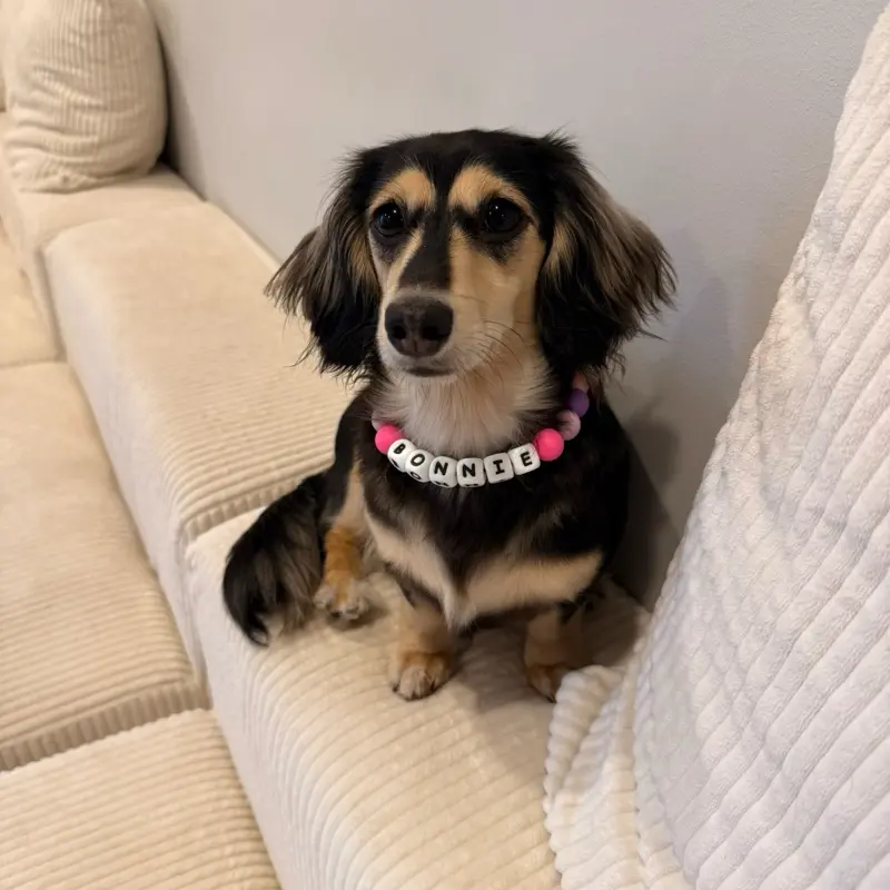 Custom Pet Collar