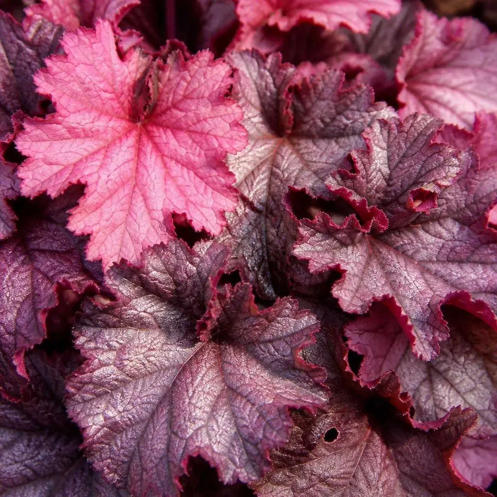 Iridescent Coral Bells
