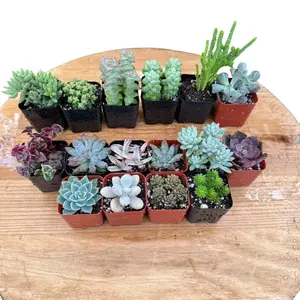 16-Pack of Assorted 2-Inch Succulents – Live Indoor Plants for Home Decor in 2” Pots