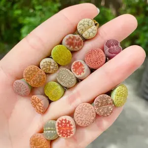 800 Pcs Succulent Plant Seeds - Easy to Grow, Vibrant & Low-Maintenance, Perfect for Home Decor, Indoor & Outdoor Gardens, DIY Terrarium, Unique Gift Idea for Plant Lovers