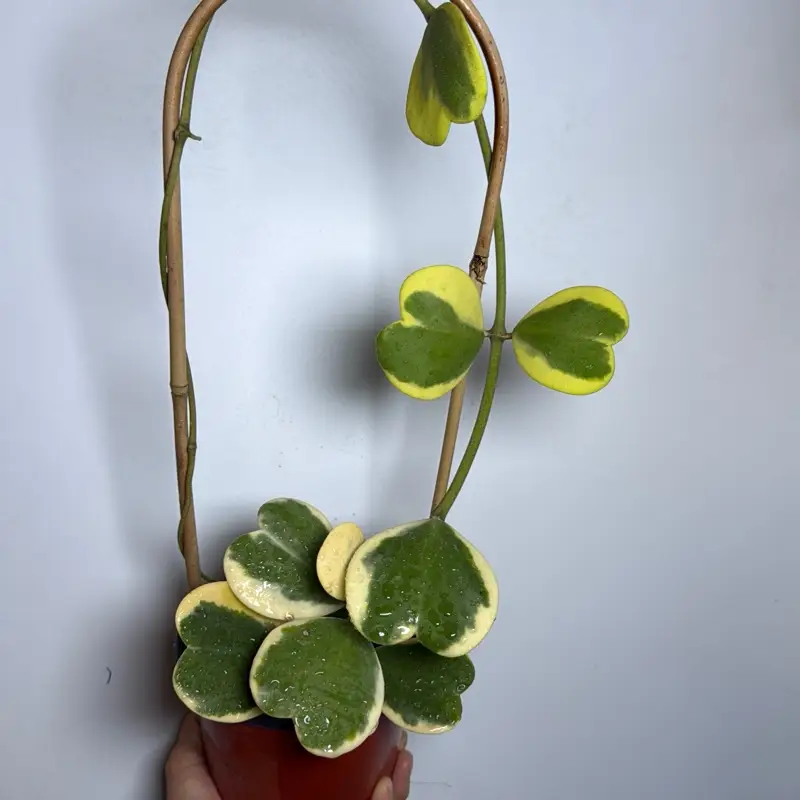 Variegated Hoya Kerrii outer variegation bamboo hoop 6" pot Pet Safe House Plant for Indoor Home Decor with Unique Leaves