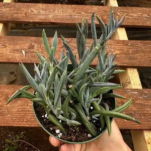 Fish hook succulent 4 in pot