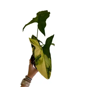 4" Syngonium Aurea