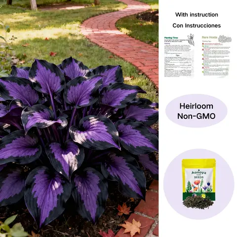 Hosta Seeds Perennial Shade Plant for Garden and Yard Non-GMO USA Made with Instructions for Easy Care and Versatile Growth