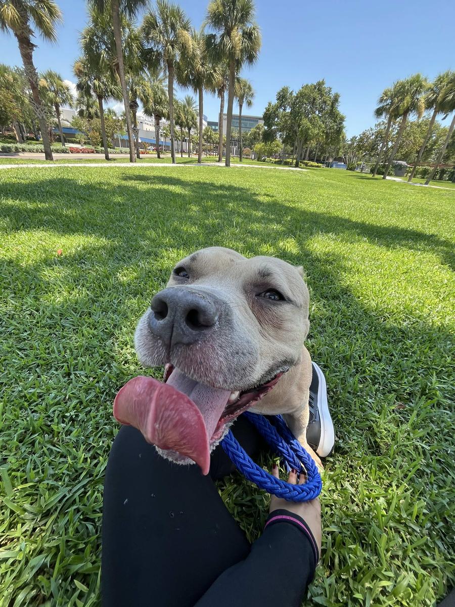 Item: 90 Chews, Lamb