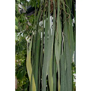 Anthurium vittariifolium (seedling)