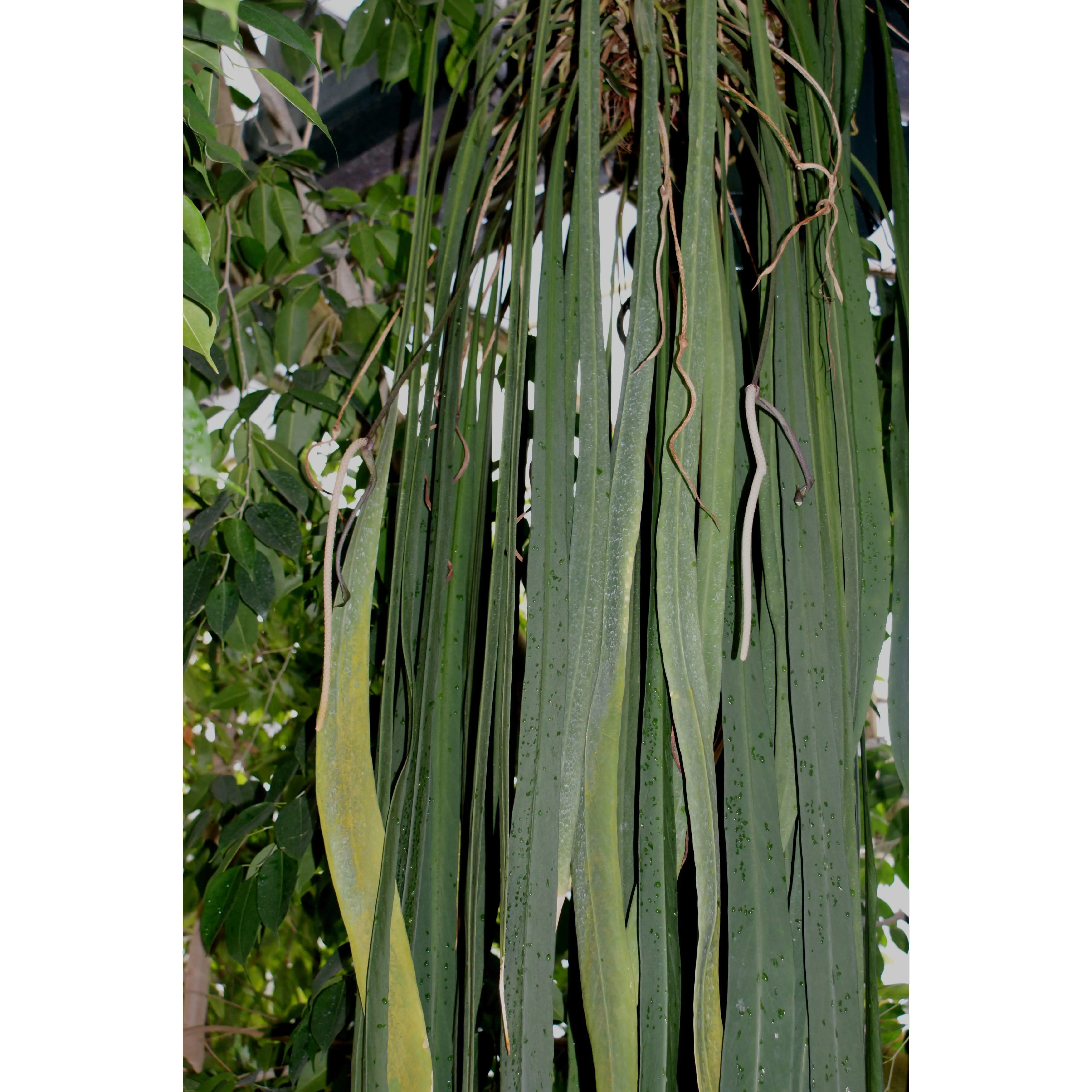 Anthurium vittariifolium (seedling)