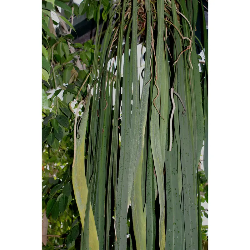 afrikanischer blauregen jungpflanze Seedeo® Blauregen (Wisteria sinensis) 8 Samen main image 1