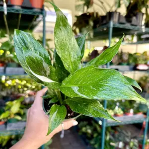 Variegated Peace Lily ‘domino’ - 6" pot