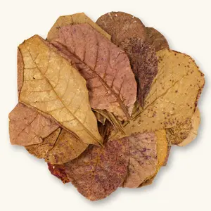 (12/25c) Large Natural Indian Almond Leaves & Catappa Leaves by Betta Botanicals for Shrimp Tanks & Blackwater Aquariums