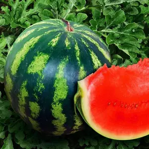Crimson Sweet Watermelon Seeds (100 pcs) – Perfect for Planting Fresh, Juicy Fruits