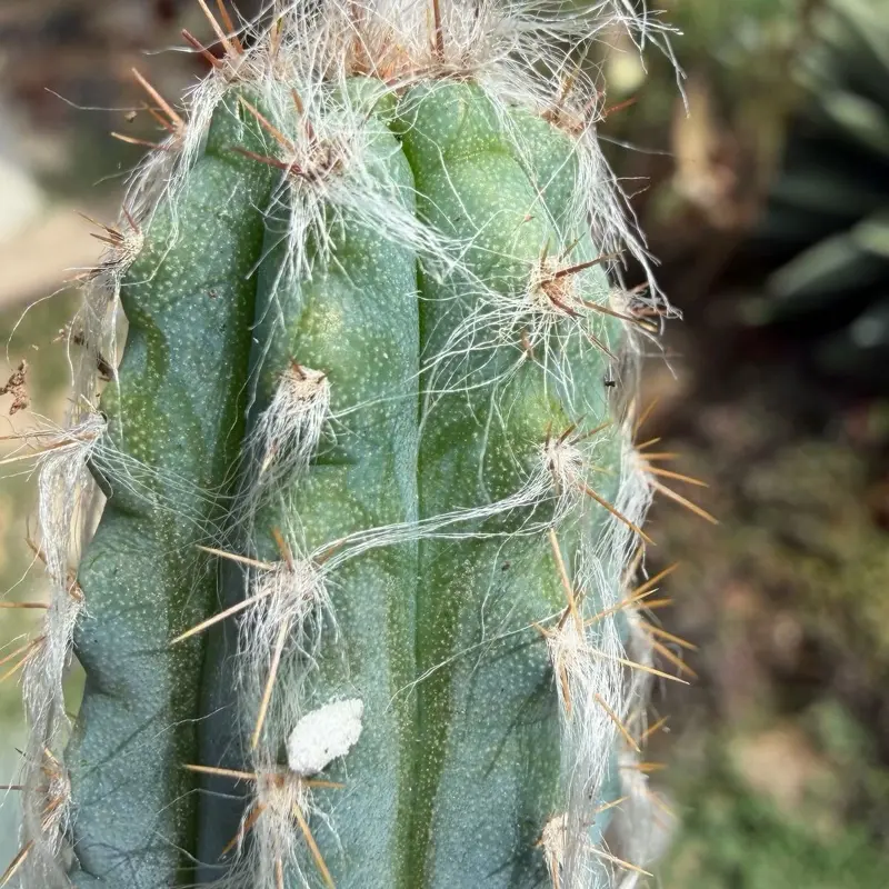 Single Blue Torch Cactus