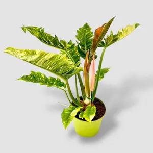 HUGE Ring of Fire, 6 Inch Pot, Live Plant HUGE Ring of Fire, 6 Inch Pot, Live Plant