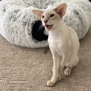 Product Review of Winter Warm Pet Bed, 2 in 1 Foldable Cat Tunnel Cat Bed, Warm Plush Cat Bed with Hanging Ball & Tunnel Buckle, Pet Supplies for Indoor Outdoor Use from J**e ** S**a