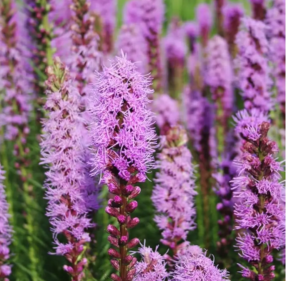 Liatris Spicita, Gayfeather/Blazing Star Flower Bulbs - 5 Bulbs per Pack - Deer Resistant - Good as Cut Flowers - Naturalizing - Perennializing - Easy to Grow Live Plants - Outdoor Garden Visit the Holland Bulb Farms Store