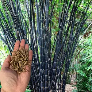 50 Tropical Black Bamboo Seeds