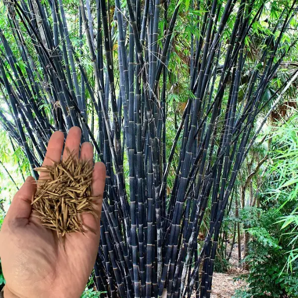 50 Tropical Black Bamboo Seeds