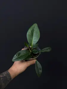 Anthurium scandens • Trailing Anthurium • Rare Aroid •  Houseplant