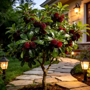 Live Chinese bayberry tree, shipped bare-root with a healthy root system. Grows well in gardens, on patios, or in containers. Enjoy fresh berries from your own fruit tree—easy to care for and great for home growing. Sapling Non-GMO Perennial Compact Hardy